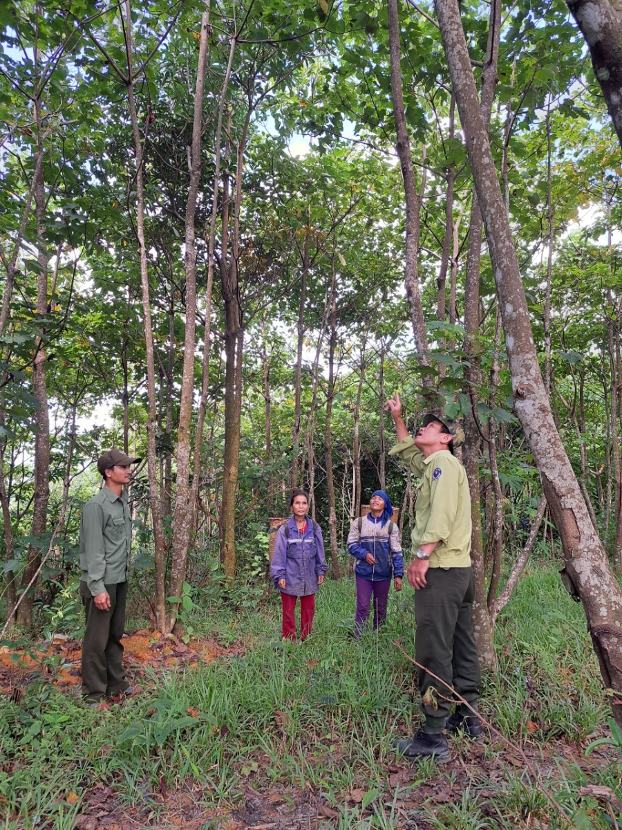 HẠT TRẨU, NGUỒN SINH KẾ MÙA VỤ CHO NGƯỜI DÂN MIỀN NÚI